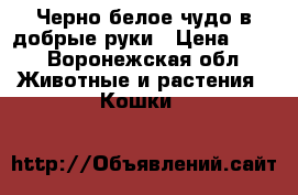 Черно-белое чудо в добрые руки › Цена ­ 10 - Воронежская обл. Животные и растения » Кошки   